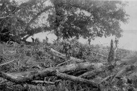 Copy (2) of Koos37.jpg