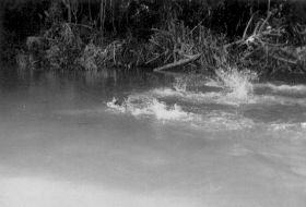 Copy (3) of Koos33.jpg